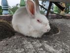 Female rabbit