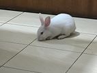 Female Rabbit