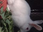 FEMALE RABBIT