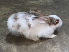 Female rabbit