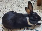 Female Rabbit for sell
