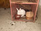 Female rabbit sell urgent