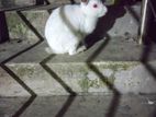 Female Rabbit for sale