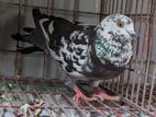 Female running single pigeon for sale (Madi kobutor )