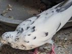 Female single pigeon + pair for sale
