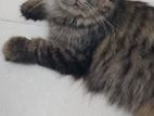 Female tabby Persian