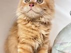 Female Tripple Coat Persian