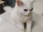 female white cat persian