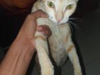 Female.pregnet cat