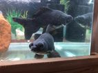 Fish for sell