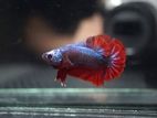 Fighter Fish/ Betta fish