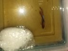 Fighter Fish/betta