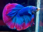 Fighter Fish / Betta