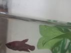 Fighter fish