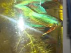 Fighter Fish for sale