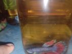 Fighter Fish