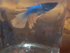 Fighter Fish