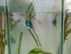 Fighter Fish