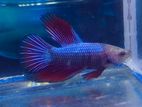 Fighter Fish