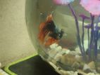 Fighter Fish with Jar {male}