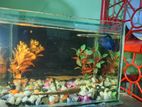 Aqurium with fish for sell