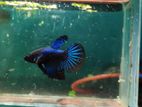 Fighter fish