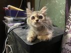 Cat For Sale