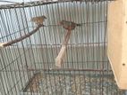 finch bird for sell