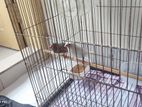 Finch bird for sell