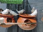 Finch Birds for sell
