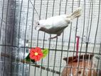 Finch পাখি টা সেল হবে।