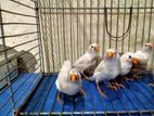 Finch bird for sell