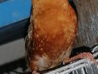 Finch Full body Orange male FBO