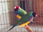 Finch gouldian bird