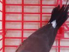 Finch Long Tail