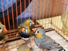 Finch Male Zumbo Zebra