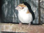 Finch ফিঞ্চ