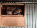 Finch with Baby