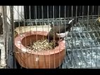 FinchBird/ফিঞ্চ পাখি বিক্রয় করা হবে খাঁচাসহ