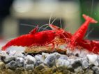 Fire Red Shrimp
