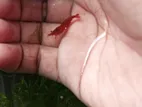Fire Red Shrimp