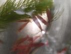 Fire Red Shrimp