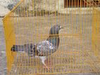 Firozpuri male racing pigeon