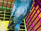 Fischer Blue Opaline lovebird