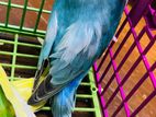 Fischer Blue Opaline Lovebird
