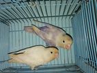 Fischer lovebird master pair