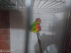 Fischer's lovebird