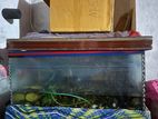 Fish aquarium