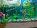 Fish Aquarium
