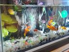 Fish aquarium